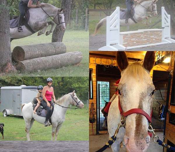  Beginner Large Pony Gelding for sale